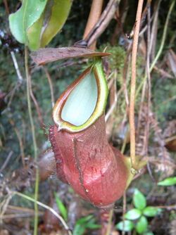 Nepentheslongifolia.jpg