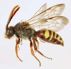 Nomada ruficornis, Wnion, North Wales, April 2016 2 (31105925873).jpg