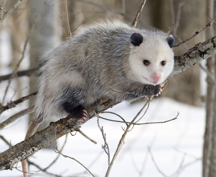 File:Opossum 2.jpg