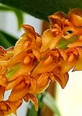 Orchidaceae Bulbophyllum sicyobulbon 1 - cropped 2.jpg
