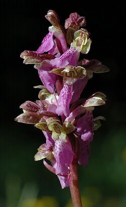 Orchis-spitzelii-mgk-3.jpg