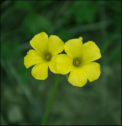 Oxalis-Dec-2017-IZE-38.jpg