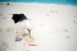 Laysan Albatross spots a toothbrush