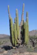 Pachycereus pringlei cardon sahueso.JPG