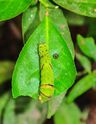 A late instar of Papilio polytes is lightly camouflaged.