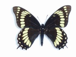 Papilio scamander Boisduval, 1836 Male.JPG