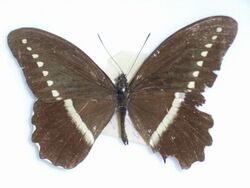 Papilio sjoestedti Aurivillius, 1908.JPG