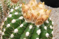 Parodia columnaris pm.jpg