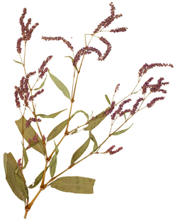 Persicaria extremiorientalis MU-V-000107130.png