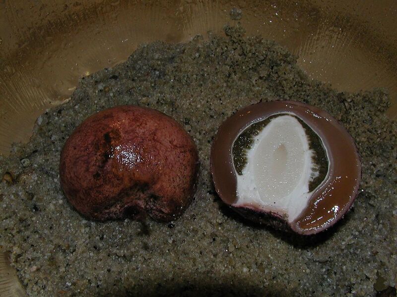 File:Phallus hadriani eggs.jpg