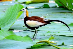 Pheasant tailed jacana 2016.jpg