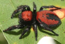 Phidippus apacheanus 4135.jpg