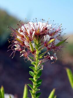 Polanisiado decandra NPS-1.jpg