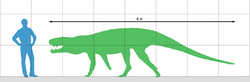 Polonosuchus size.png