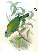 Drawing of a green parrot with yellow shoulders and a blue and red crown