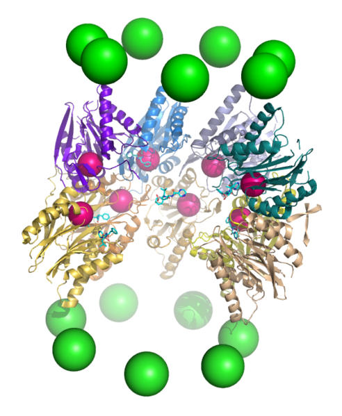 File:Proteasome cutaway 2.png