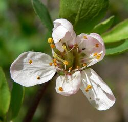 Prunus subcordata 4.jpg