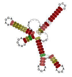 Pseudomonas Rsm.png