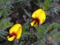 Pultenaea tenuifolia.jpg