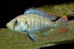 Pundamilia (Haplochromis) nyererei female.jpg