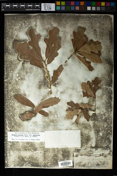File:Quercus sinuata var. breviloba col. by Elihu Hall, Austin. May 20, 1872.jpg