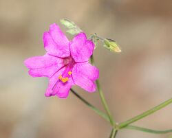 RED FOUR O'CLOCK (Mirabilis coccinea) (5-29-11) patagonia roadside rest, scc, az -02 (5773264079).jpg