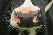 Cattle - Muzzle Print