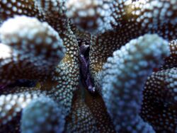 Red-spotted guard crab protecting its cauliflower coral.jpg