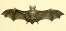 Medium-sized for an African horseshoe bat