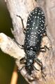 Rhipicera carinata - beetle.jpg