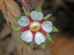 Rosaceae - Potentilla micrantha-001.JPG
