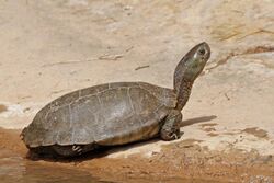 Saharan pond turtle (Mauremys leprosa saharica) female.jpg
