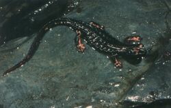 Salamandrina perspicillata01.jpg