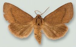 Schinia psamathea1.JPG