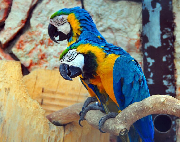 File:Schläfrige Gelbbrustaras (sleepy Blue-and-yellow Macaws) Weltvogelpark Walsrode 2010.jpg