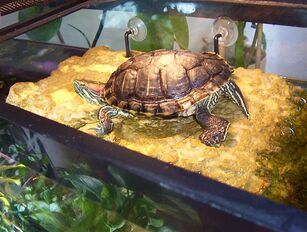 Photograph of a pet turtle in a terrarium