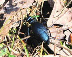 Short-winged Blister Beetle.jpg