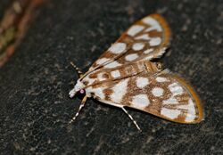 Snow Leopard Moth (Obtusipalpis pardalis) (32135329041).jpg