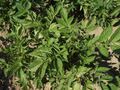 Solanum tuberosum Fenton (03).jpg