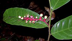 Sorocea hilarii Gaudich. - Flickr - Alex Popovkin, Bahia, Brazil.jpg