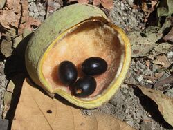 Sterculia apetala fruit.JPG