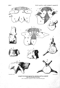 Stromerius vertebrae Stromer 1903.png