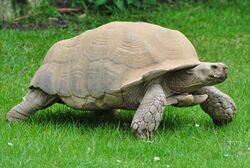 Sulcata Tortoise (5) (8679964197).jpg