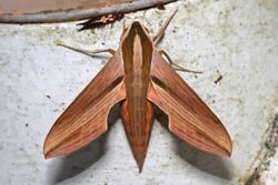 Swinhoe's striated hawkmoth (Hippotion rosetta).jpg