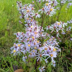 Symphyotrichum ciliolatum 47091100 (cropped).jpg