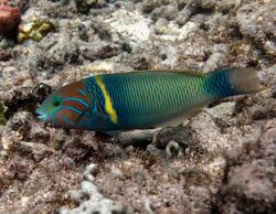 Thalassoma hebraicum Réunion.jpg