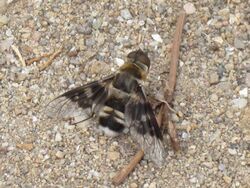 Thyridanthrax fenestratus (Mottled bee-fly), Skala Kalloni, Lesbos, Greece.jpg