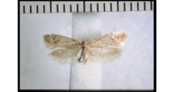 Tingena pallidula holotype.png