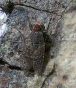 Traginops irroratus P1250520a.jpg