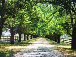 Tulliallan Elm Trees2.jpg